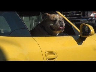 Bulldog Hanging Out of 991 Porsche 911!