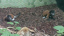 The Red Ruffed Lemur Twins - Zwillinge Roter Vari - Tierpark Hellabrunn