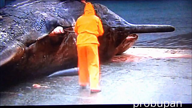 Мертвый Кит взорвался как бомба!