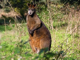 Permaculture Garden Farm Hiawatha Australia- Wildlife.wmv