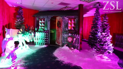 Merry meerkats hang up their Christmas stockings