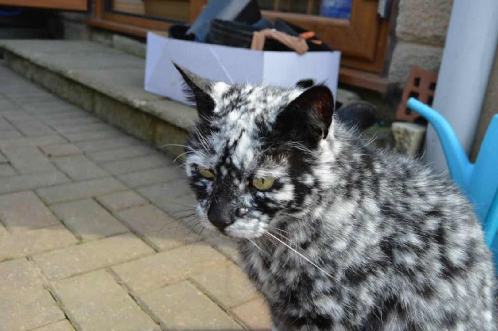 Un Chat Atteint De Vitiligo Video Dailymotion