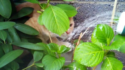 Cute Kitty Drinking From a Watering Can