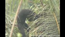 Chimpanzés bebem e dão sinais de embriaguez