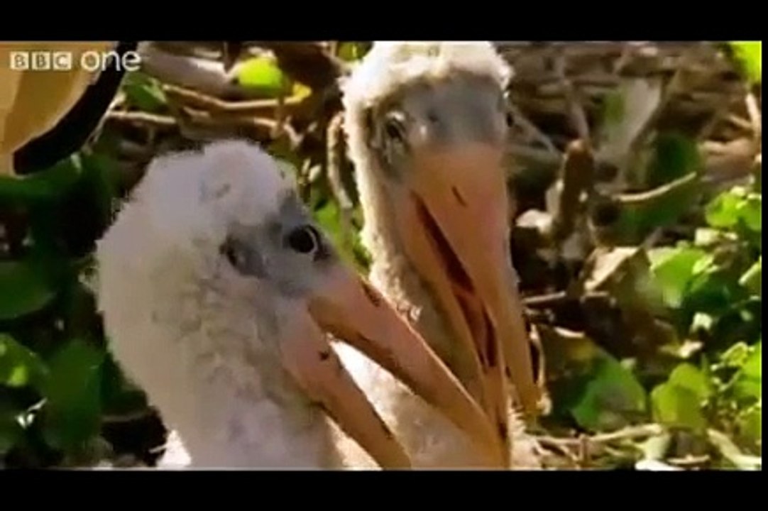 Funny British Animal Voiceovers