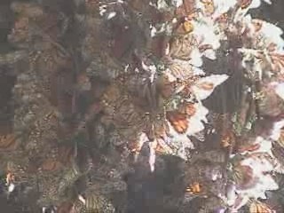 Papillons monarques migration