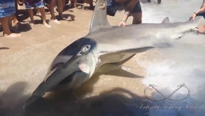 Çekiç Başlı Köpekbalığı Avı