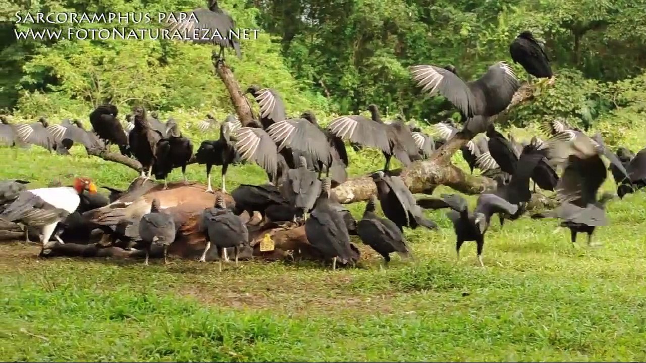 Sarcoramphus papa, King Vulture