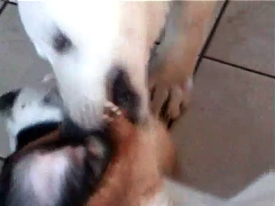 Akbash vs St. Bernard