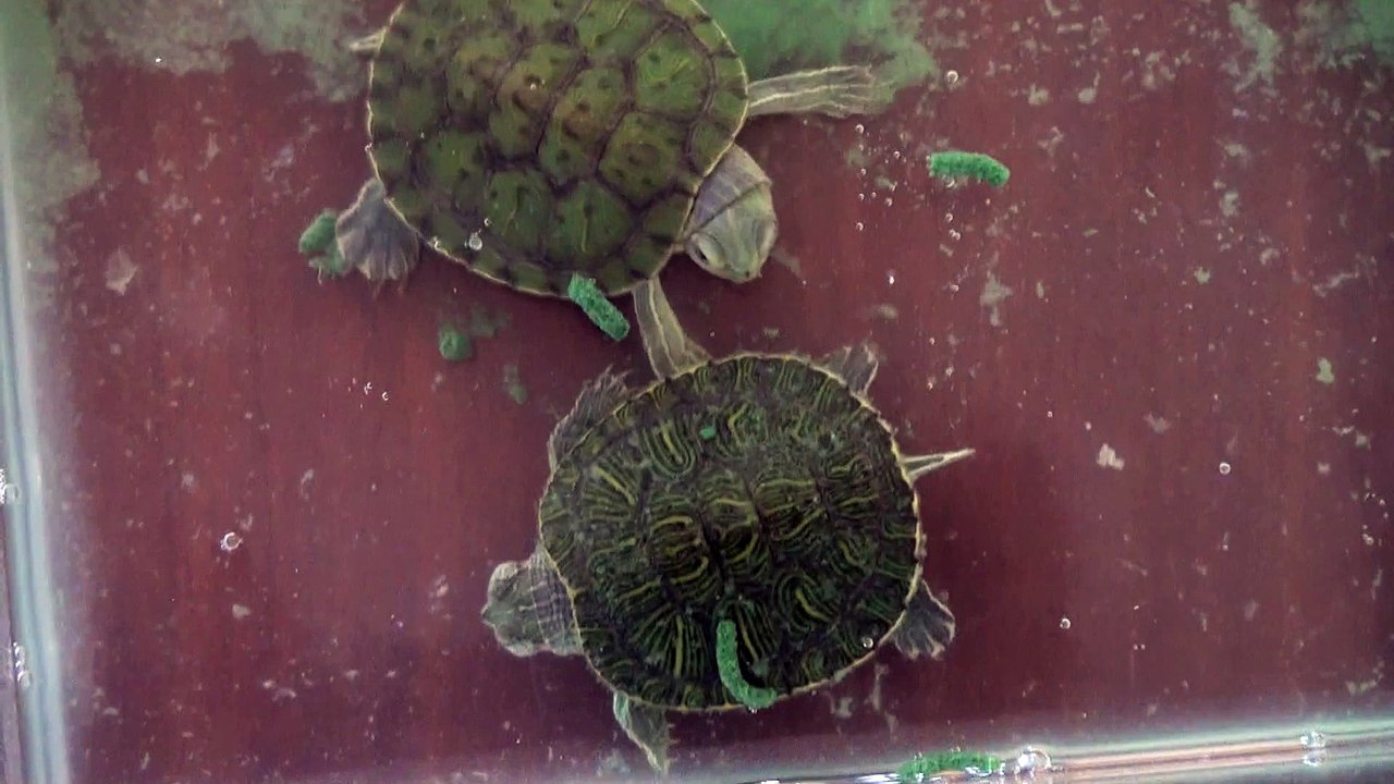 TURTLE IS SORRY