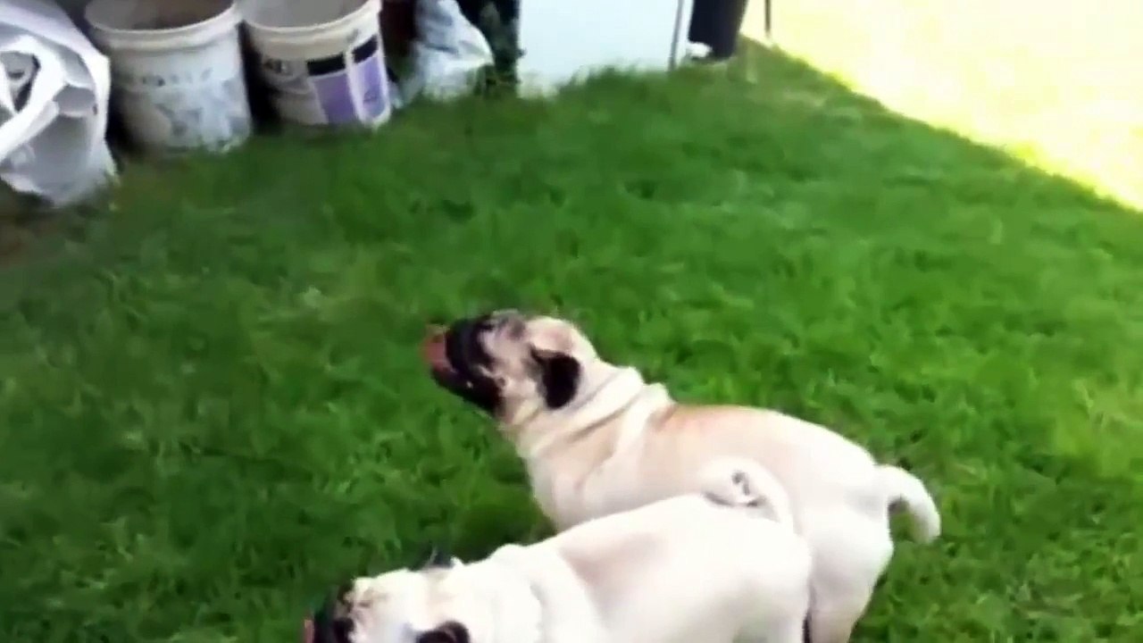 Funny Dog Animal Mating Funny Videos 2015