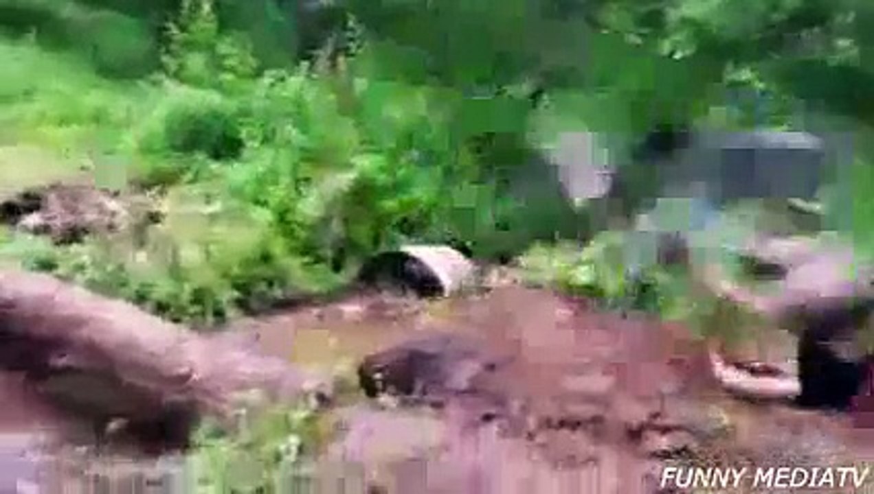 Funny Crazy Animals | Best Funny Animal Attacks on sexy girl