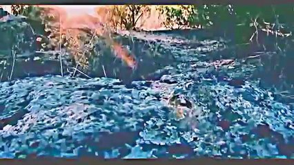 Copy of wild animal fights