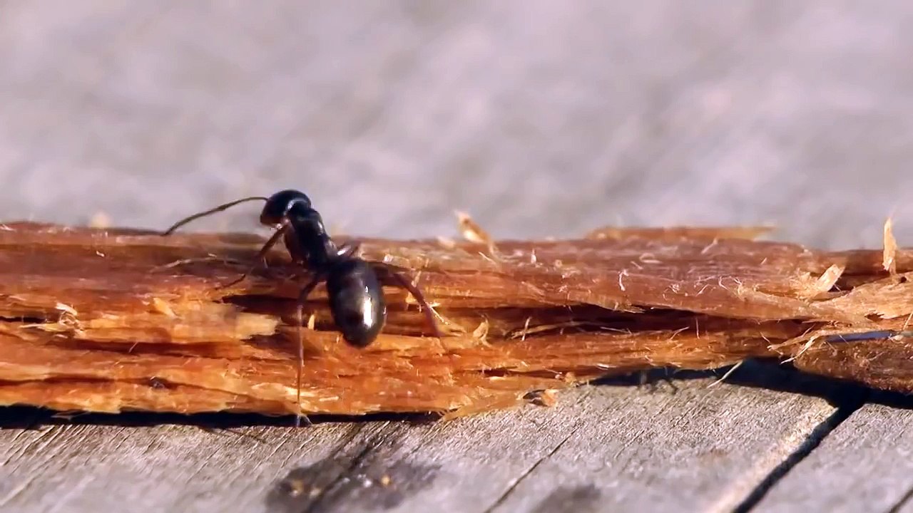 Une fourmi boit de la vodka