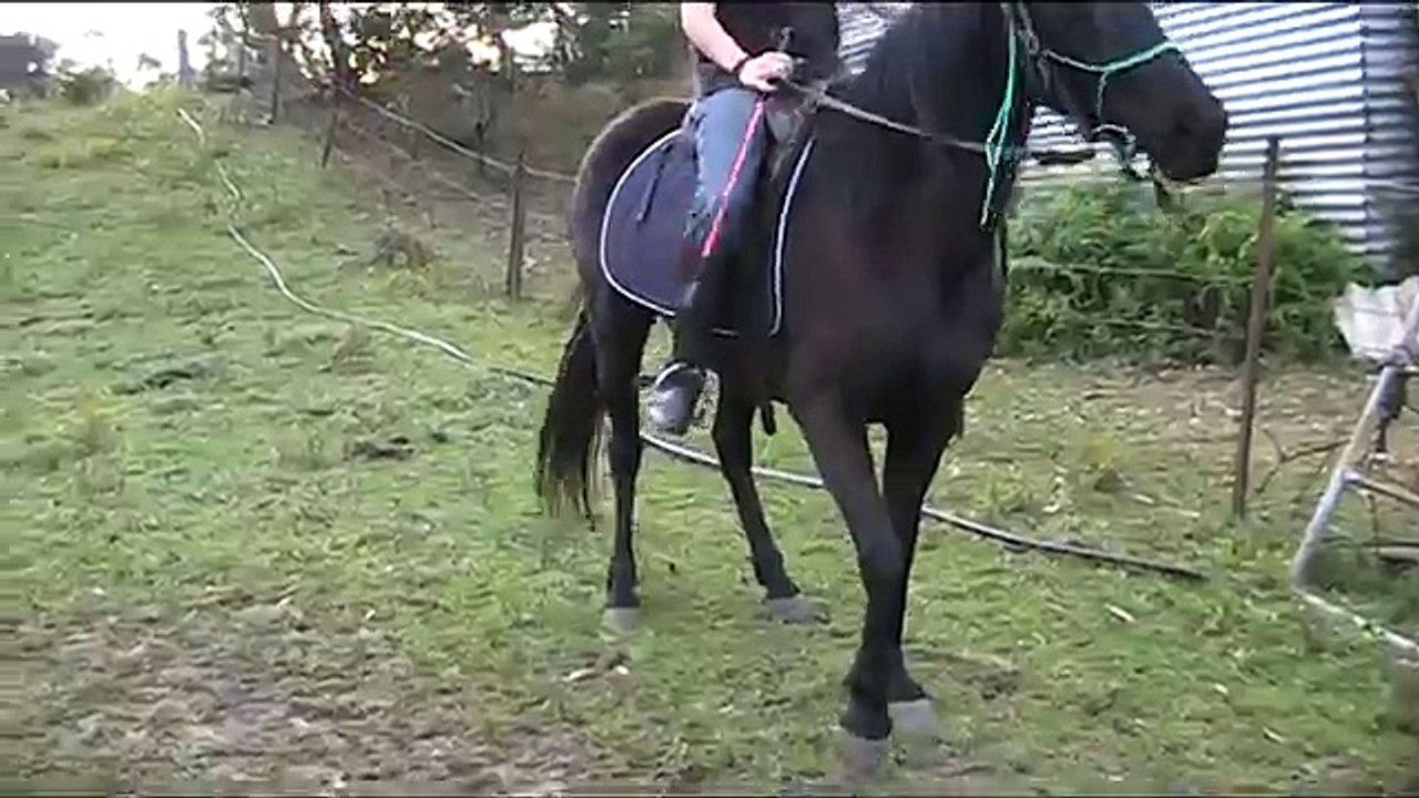 Riding a wild horse (Yarramin)