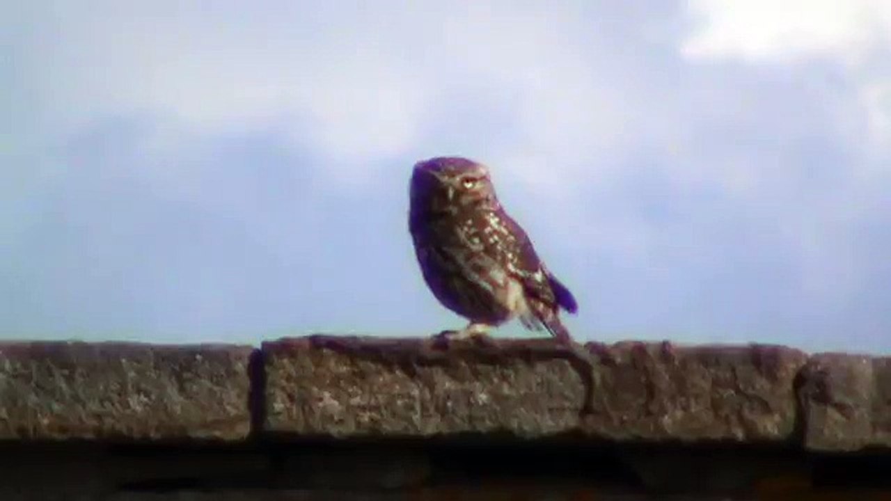 Little Owl (Athene noctua) near my house