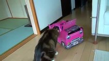 Смешные коты!!! Кот водитель, Funny cats, Прикольные, ржачные,веселые коты,кошки ,котята