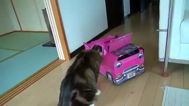 Смешные коты!!! Кот водитель, Funny cats, Прикольные, ржачные,веселые коты,кошки ,котята