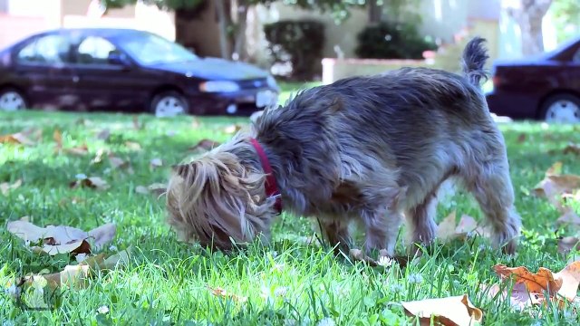 Amazing Animal Facts!: Yorkies!