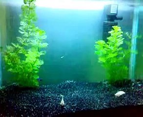 Multicolor glowing Betta sprinting in community tank