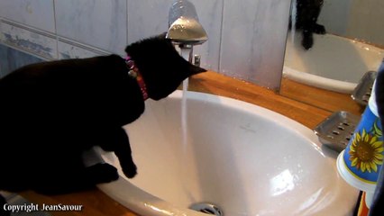 Chat qui joue avec un robinet InfraRouge