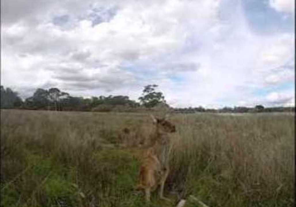 Kangaroo Plays Air Guitar
