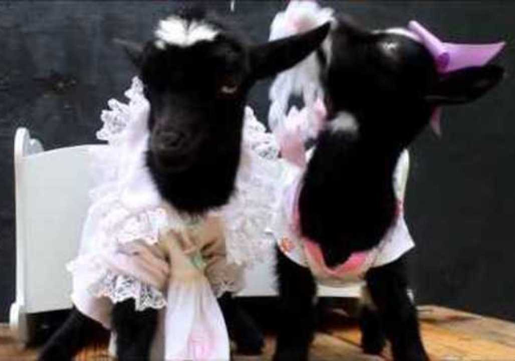 Baby Goat Nibbles on Her Sister