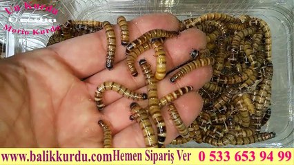 Balıkçılar için Morio Kurdu www.balikkurdu.com