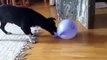 Der Hund und der Luftballon Teil 2