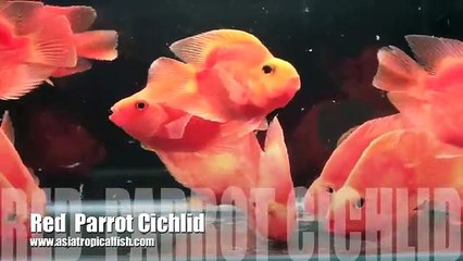 Red Parrot Cichlid Fish