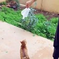 Cat jump in slow motion !!!