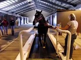 Horse walking, trotting and cantering on a treadmill