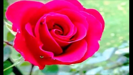 Elle ne m'aime plus GUY TUHOE  que je dédie pour  ma princesse