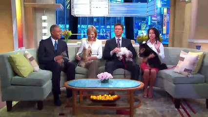 The Truth About Cats and Dogs