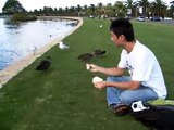 Woon Feeding Black Swans