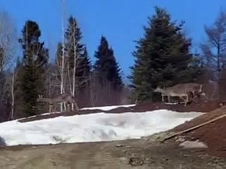 chevreuil a gaspé