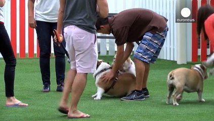 Dubai dogs get own air-conditioned park and pool