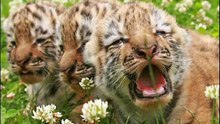 tigers tigers tigers