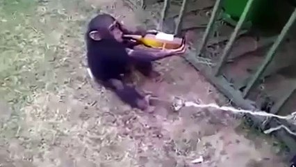 Baby Chimp Drinks Beer