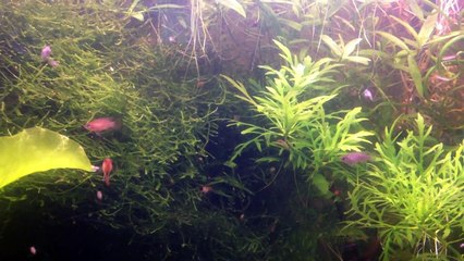 Scarlet Badis(Dario Dario)