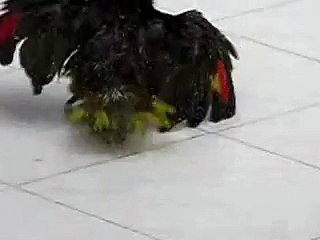 Lora cantando bajo la lluvia