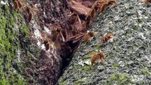 Japan suzumebachi hornet nest entrance 日本雀蜂スズメバチの巣の入り口 - Real Japan Monsters 日本のモンスター
