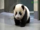 Bebé panda no quiere dormir - Mamá panda lleva a bebé a la cama