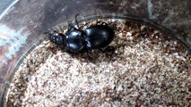warrior beetle Vs calosoma beetle