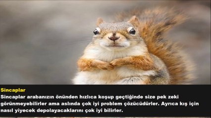 10 Zeki Hayvan - Bilgin Mert