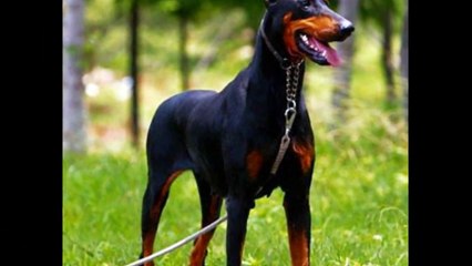 Rottweiler Vs Doberman  "Duelo Germano" #Definiciones