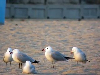 Larus audouinii (26/03/09)