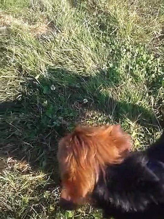 1ere ballade sans laisse de Camel