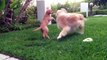 10 Week Old Golden Retriever Puppy & 8 Year Old Golden Play