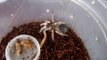baby mexican redknee tarantula feeding